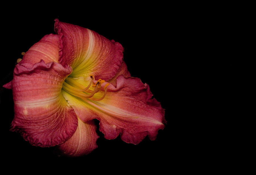 Passionate Lily 20 Photograph by Douglas Barnett - Fine Art America