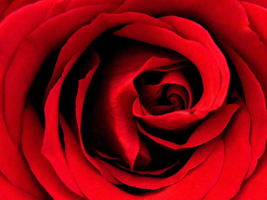 Rose Photograph - Passionate Love by The Art Of Marilyn Ridoutt-Greene