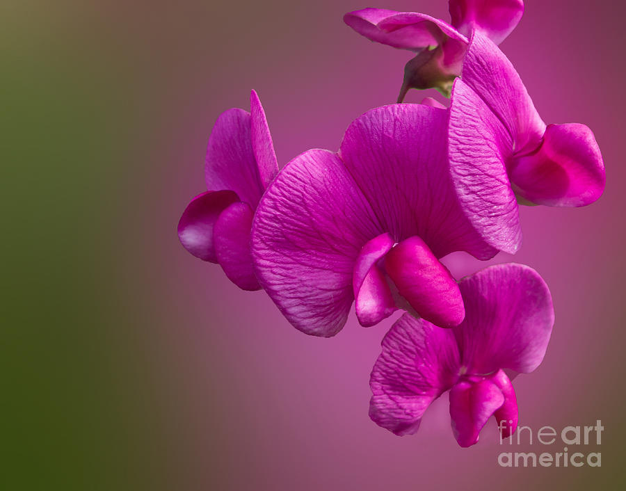 Flower Photograph - Passionate Pink by Arlene Carmel