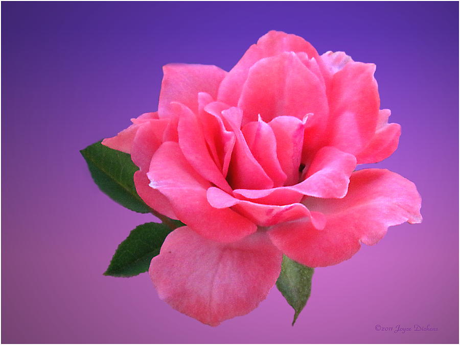 Rose Photograph - Passionate Pink by Joyce Dickens
