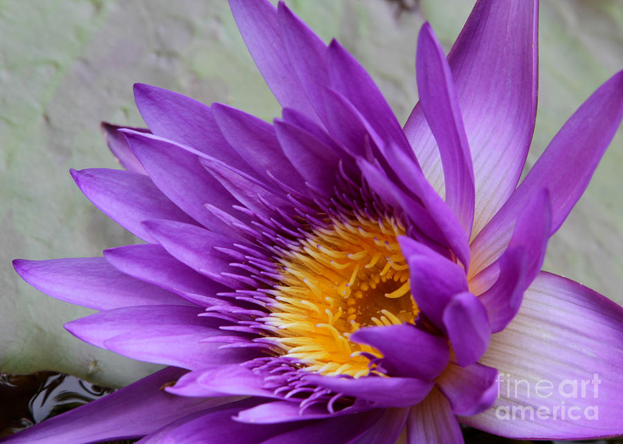 Flower Photograph - Passionate Purple Water Lily by Sabrina L Ryan