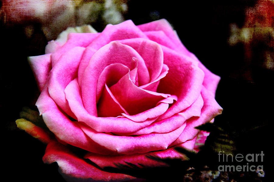 Passionate Rose Photograph by Mariola Bitner