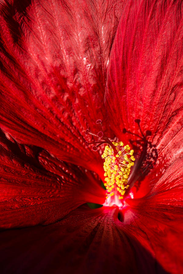 Passionate Ruby Red Silk Photograph