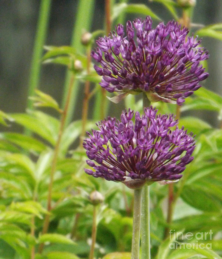 Garden Photograph - Passionately Purple by Brenda Brown