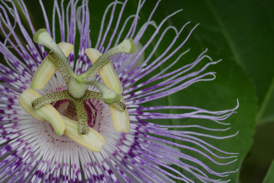 Passionflower Photograph by Daniel Reed