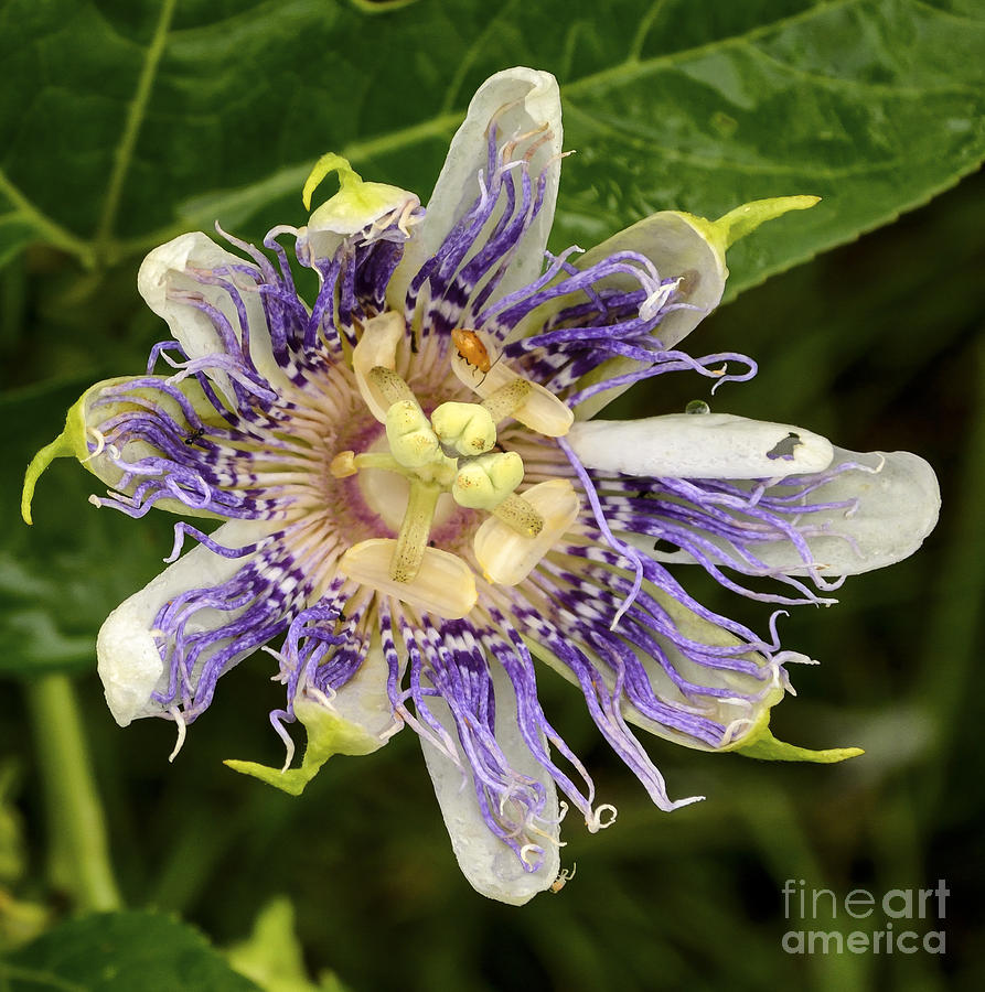 Passionflower in Blueberry Patch Photograph by Gerald Grow