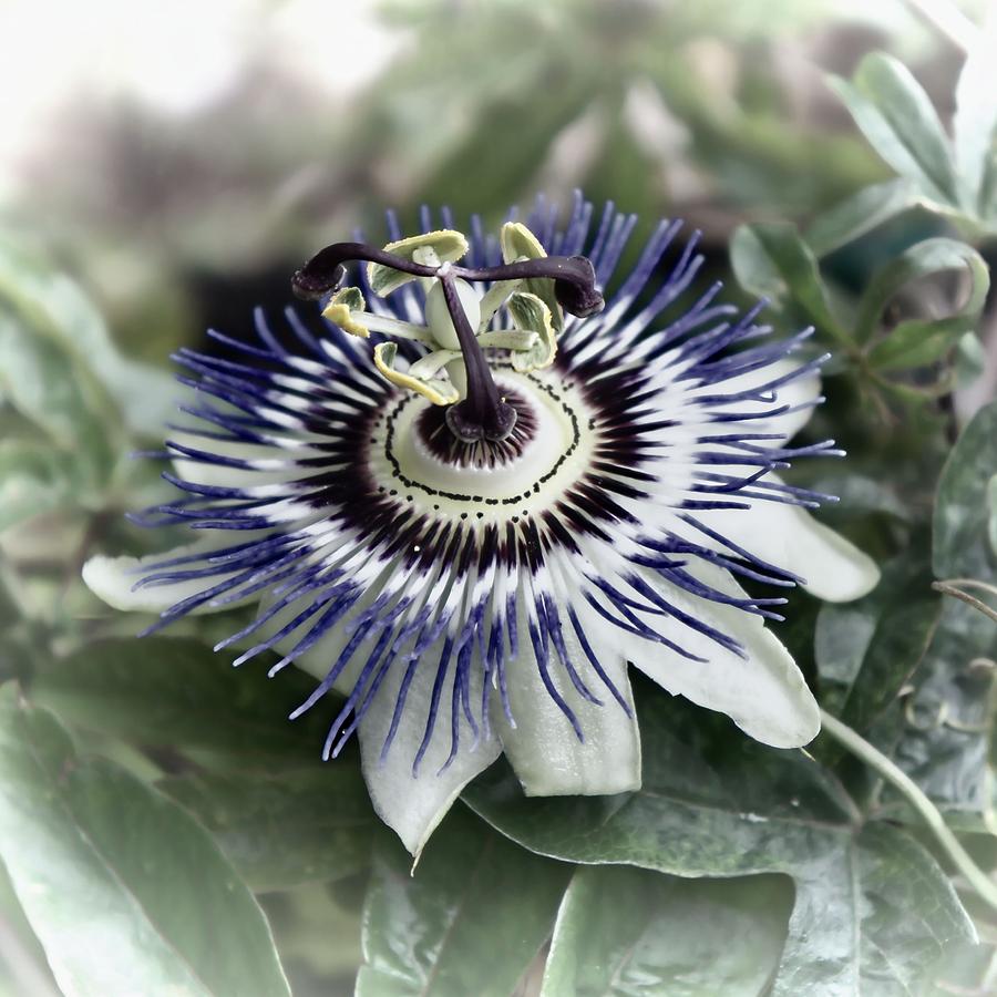 Passionflower Photograph by Jenny Hudson