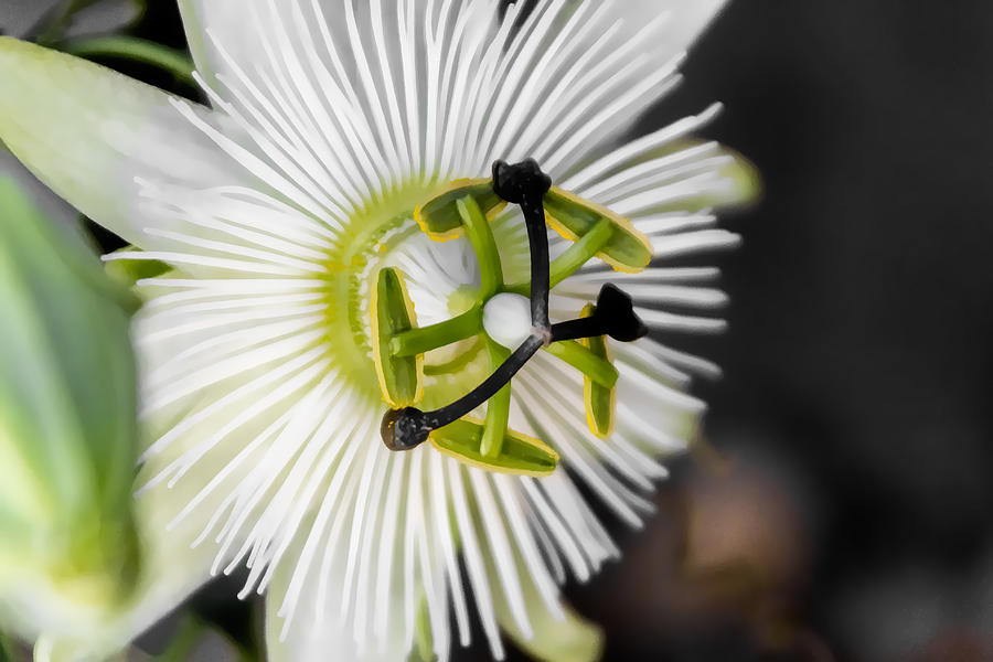 Passionflower Digital Art by Photographic Art by Russel Ray Photos
