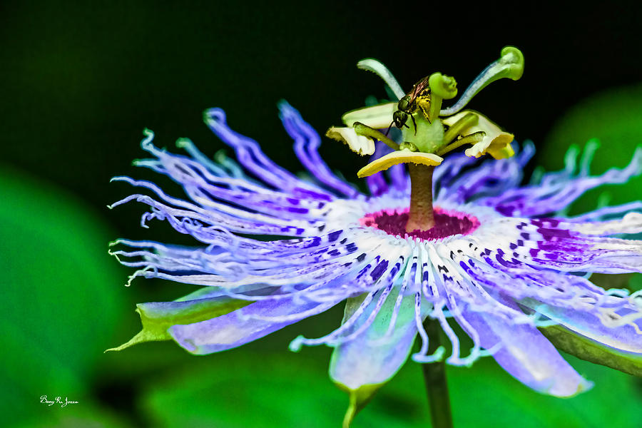 Passion Flower - Passions Pollen Photograph by Barry Jones