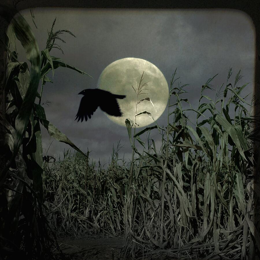 Crow Photograph - Fly Past The Full Moon by Gothicrow Images