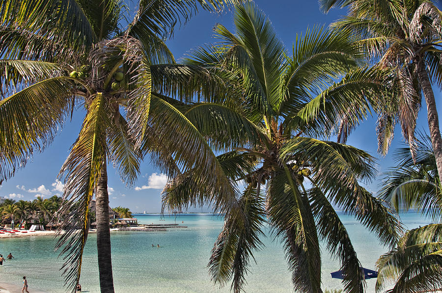 Past the Palms Photograph by Barry Cole - Fine Art America