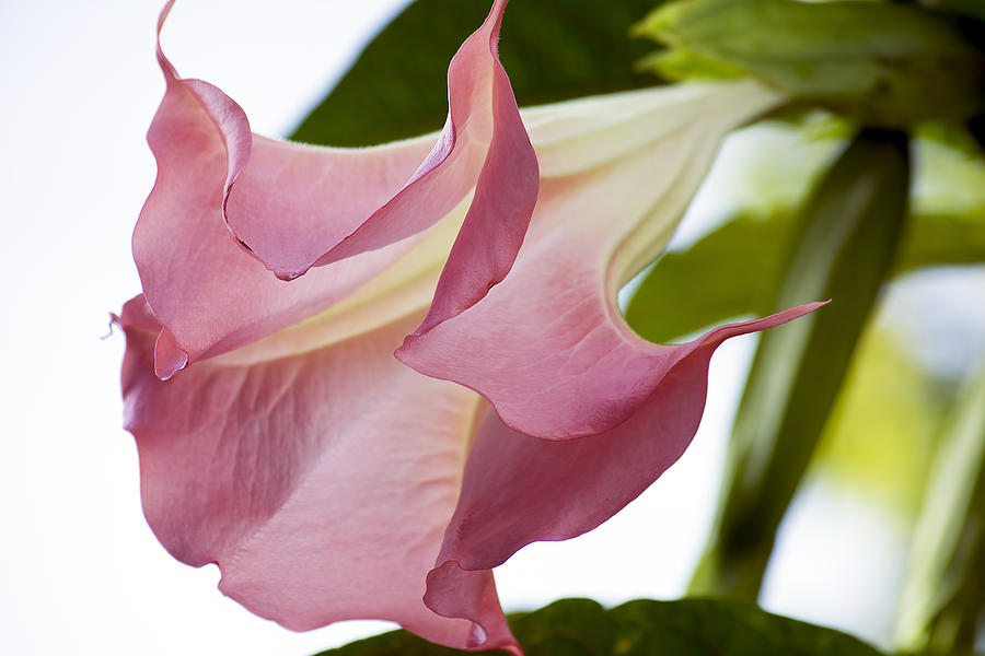 Pastel Angel Trumpet Photograph by Kenneth Albin