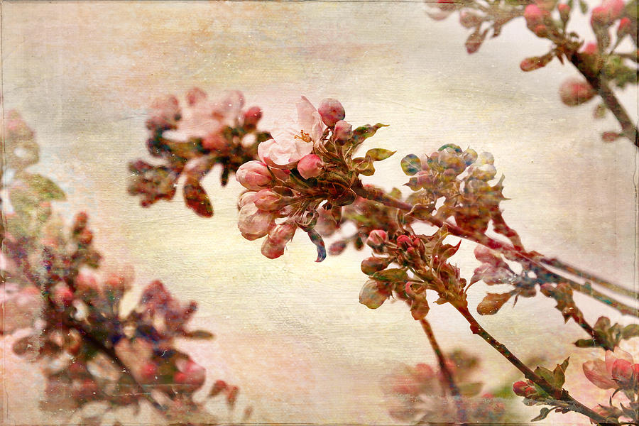 Pastel Blossoms in Spring Photograph by Peggy Collins