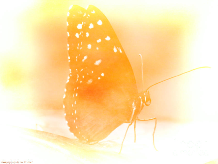 Pastel Butterfly Photograph