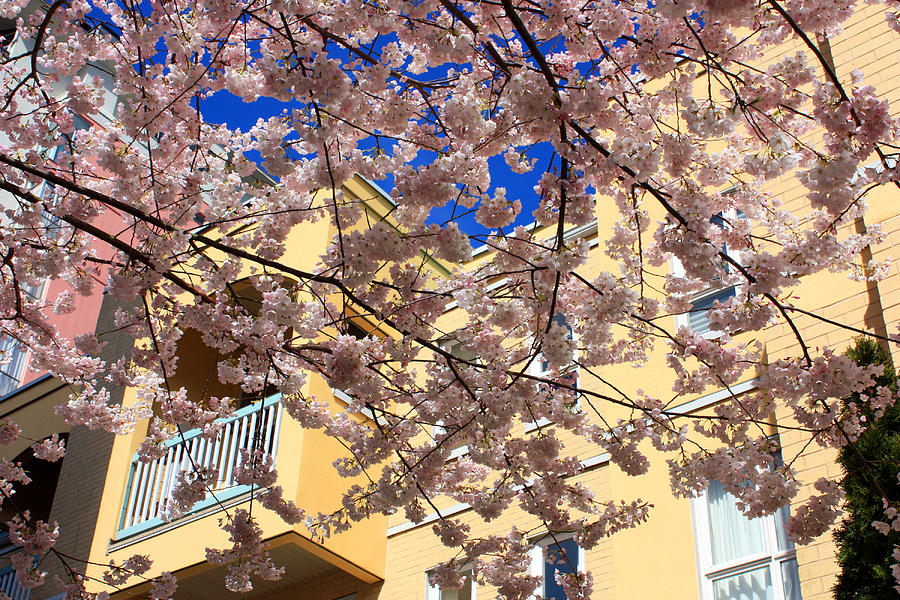 Pastel Colours of Spring in Vancouver Photograph by Gerry Bates