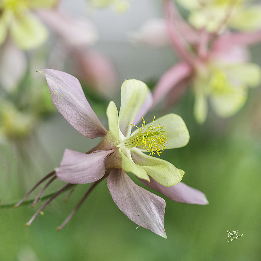 Flower Photograph - Pastel Columbine Flower by Betty Denise
