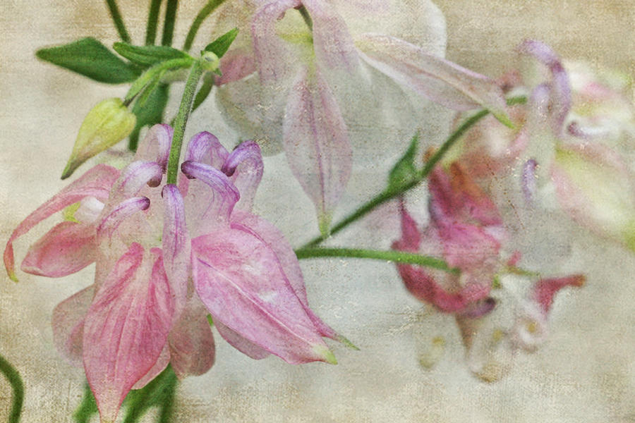 Pastel Columbines Photograph by Peggy Collins