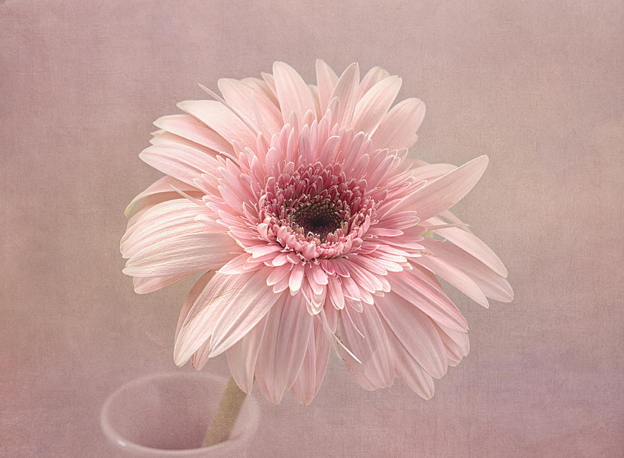 Flower Photograph - Pastel Dreams by Kim Hojnacki