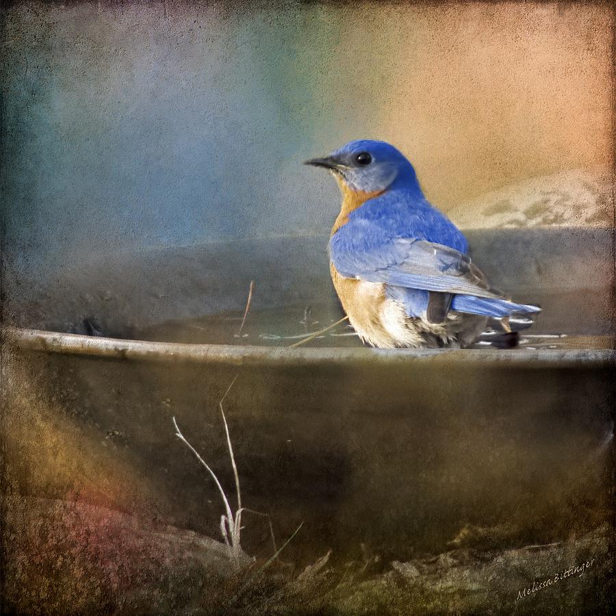 Pastel Eastern Bluebird Photograph by Melissa Bittinger