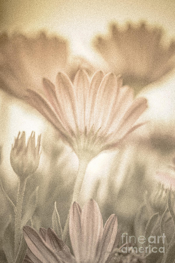 Abstract Photograph - Pastel floral background by Anna Om