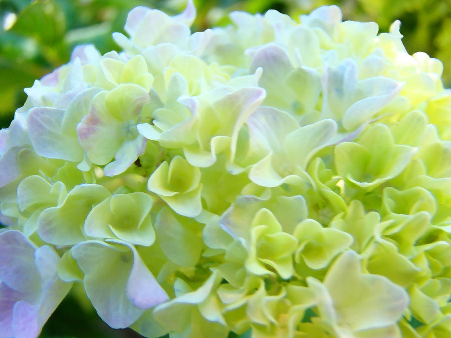 Nature Photograph - Pastel Floral Hydrangea Flowers art Baslee Troutman by Patti Baslee