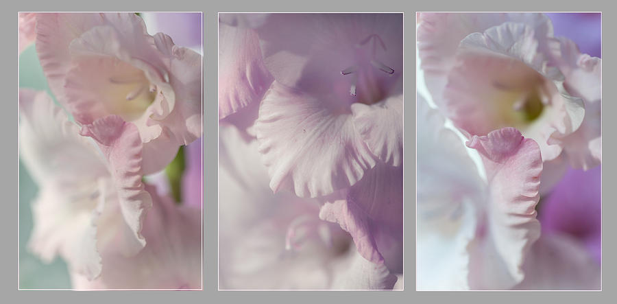 Flowers Still Life Photograph - Pastel Gladiolus Triptych by Jenny Rainbow