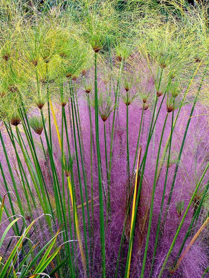 Pastel Grass Photograph by Rodney Lee Williams