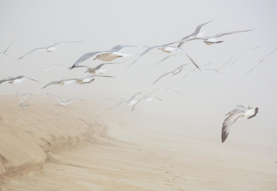 Pastel Gulls in Fog Photograph by Kenneth Albin