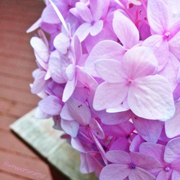 Flower Photograph - Pastel Hydrangea For The #pastel_nio by Anna Porter