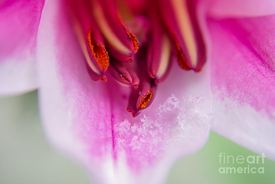 Flowers Still Life Photograph - Pastel in Snow by Patricia Trudell