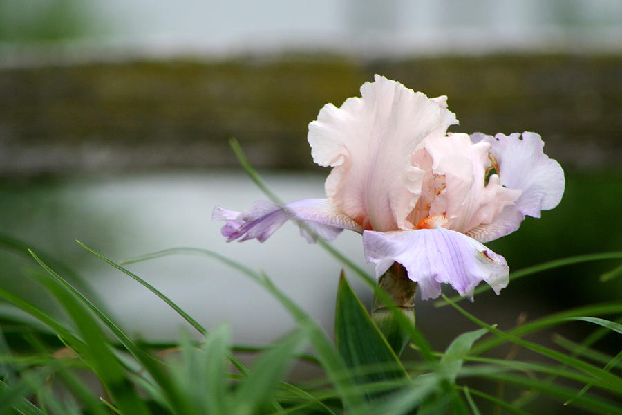 Pastel Iris Photograph by Michele Wilson