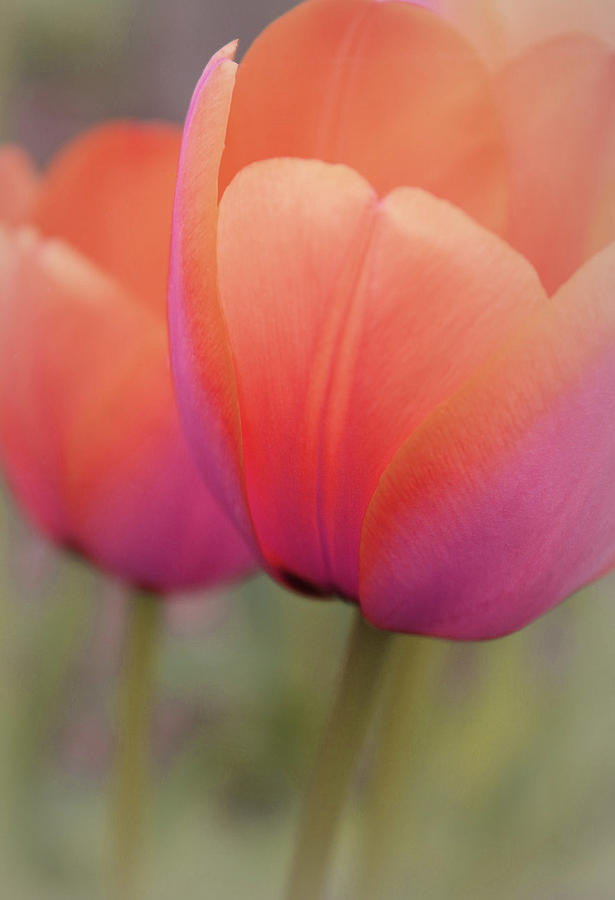 Flower Photograph - Pastel Love by The Art Of Marilyn Ridoutt-Greene