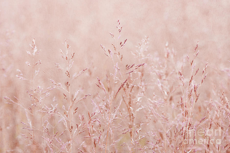 Pastel Nature Photograph by Svetlana Sewell - Pixels