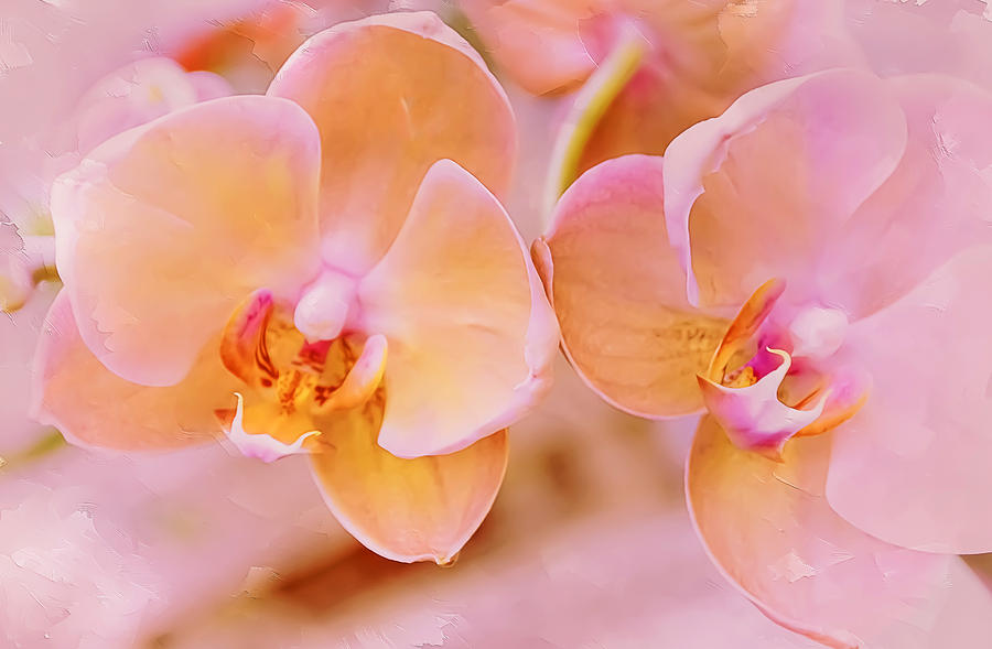 Pastel Orchids 2 Photograph by Julie Palencia