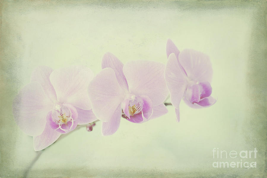 Flower Photograph - Pastel Orchids by Alana Ranney