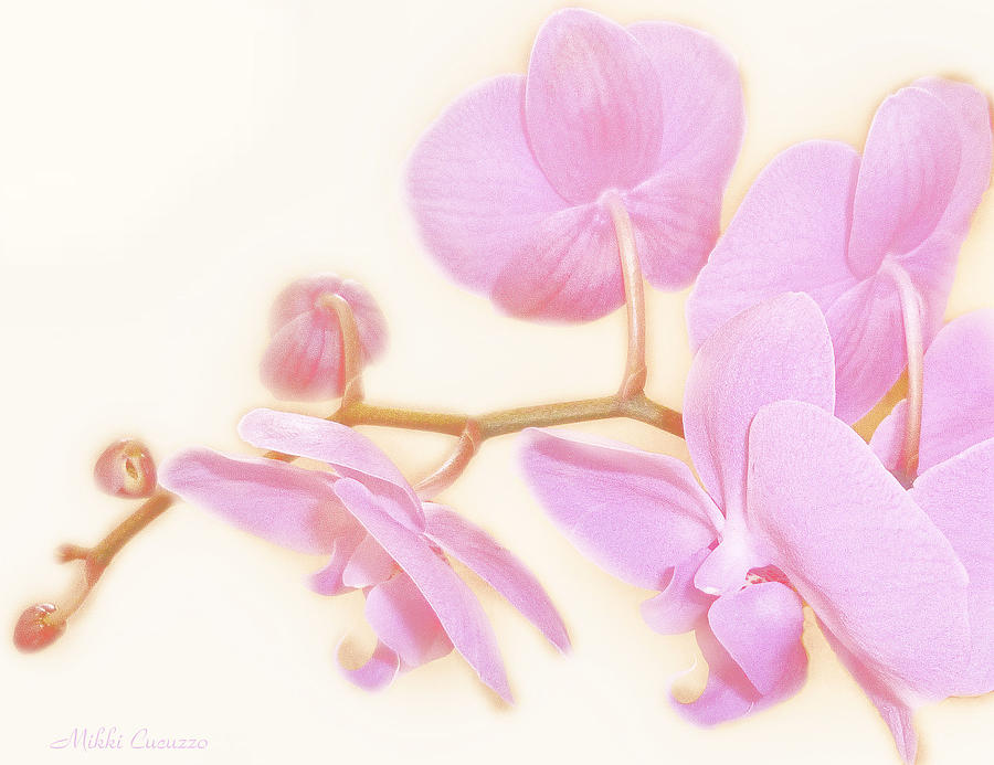 Pastel Orchids Photograph by Mikki Cucuzzo