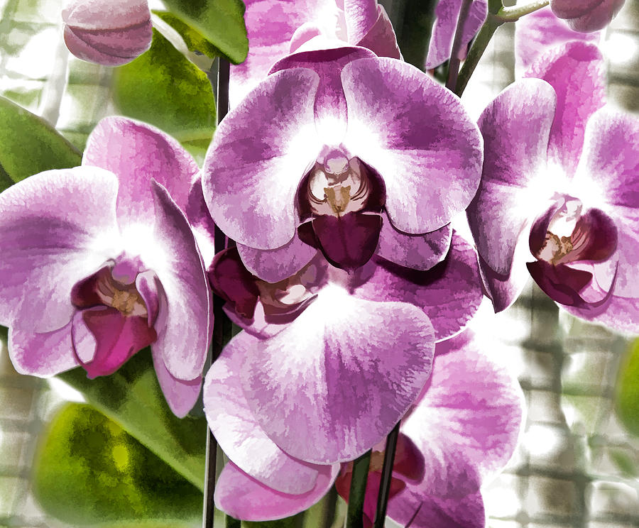 Pastel Orchids Digital Art by Ray Shiu