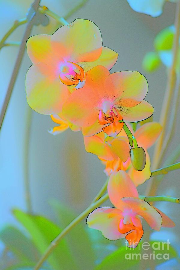 Pastel Orchids Photograph by Tamara Michael