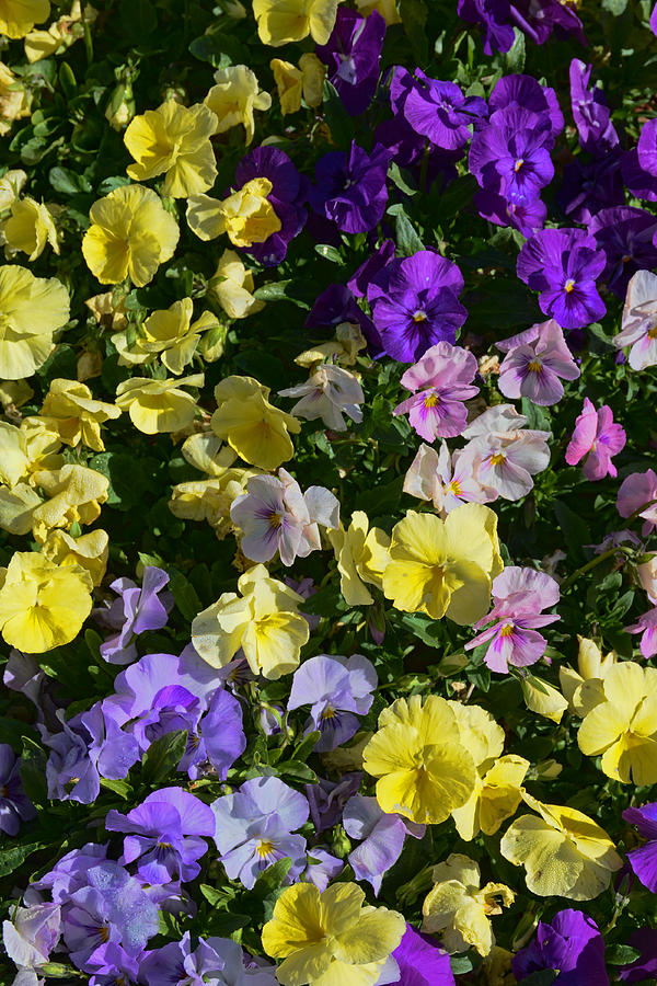 Pastel Pansies Photograph by Jeanne May