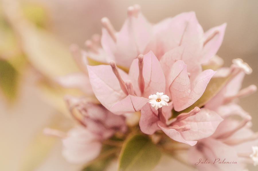 Spring Photograph - Pastel Paper Flower Bougainvillea by Julie Palencia