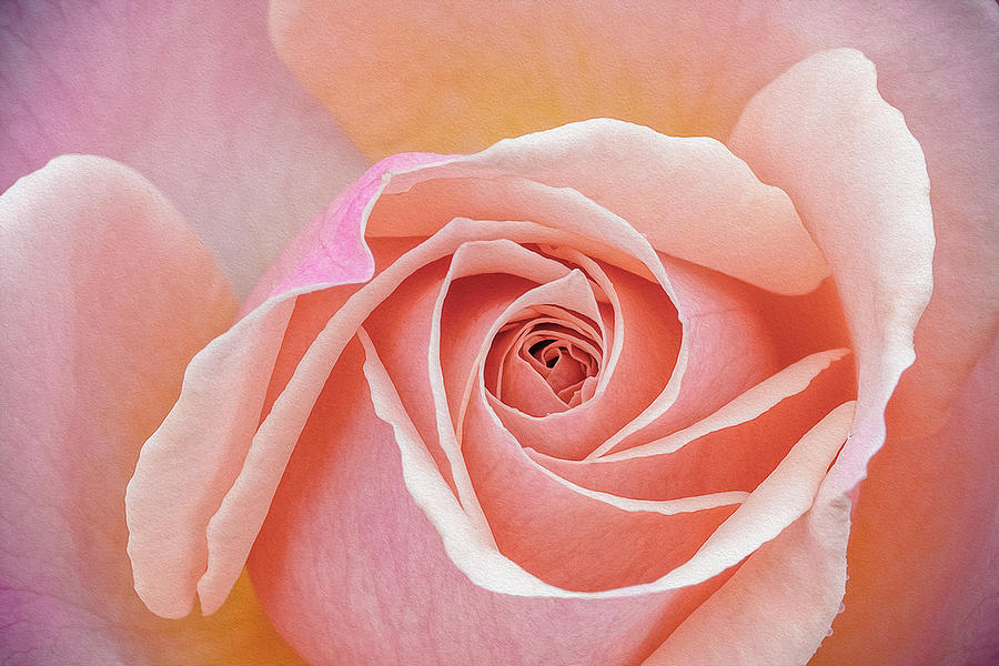 Rose Photograph - Pastel Passion by Jeff Abrahamson