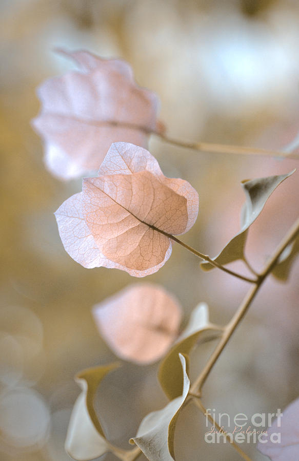Pastel Petals  Photograph by Julie Palencia