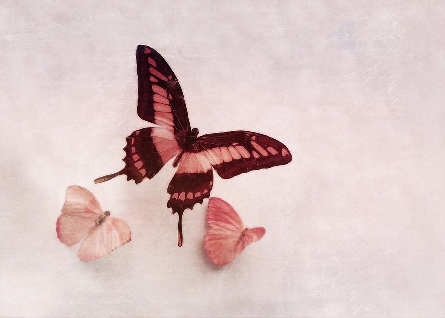 Pastel Pink Butterflies Photograph by Brooke T Ryan
