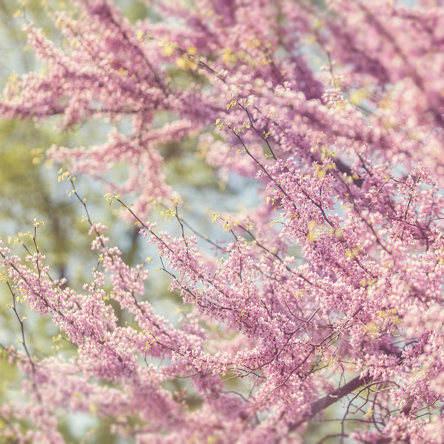 Nature Photograph - Pastel Pink Flowers of Redbud Tree in Springtime  by Lisa R