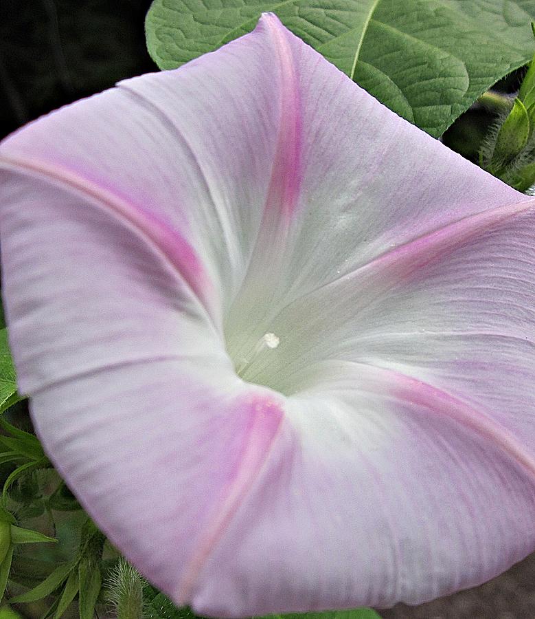 Pastel Pink Morning Glory Photograph by MTBobbins Photography