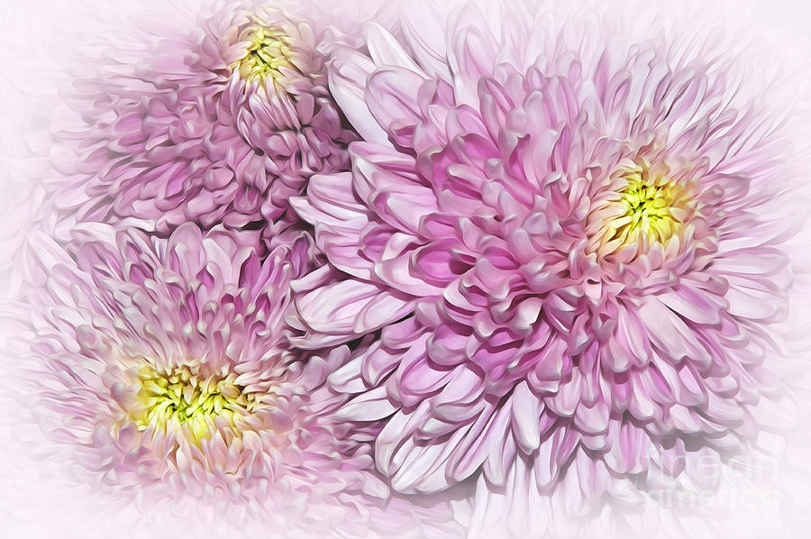 Flower Photograph - Pastel Pink Mums by Kaye Menner