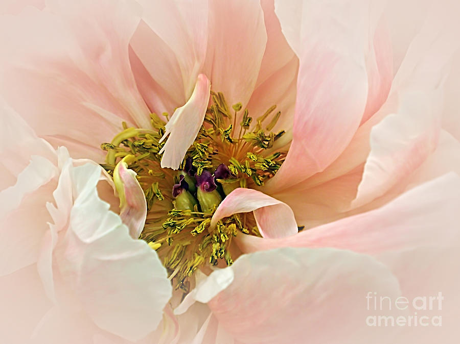 Nature Photograph - Pastel Pink Peony by Kaye Menner