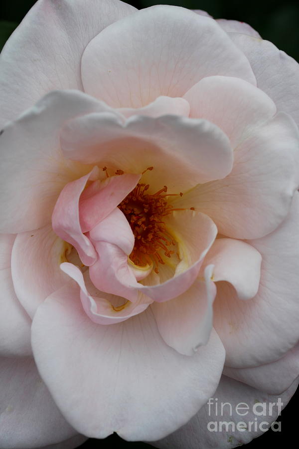 Nature Photograph - Pastel Pink Rose by Christiane Schulze Art And Photography