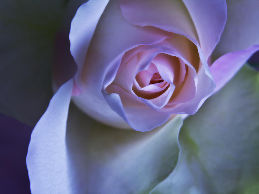 Pastel Pink Rose - Macro Flower Photograph Photograph by Nadja Drieling - Flower- Garden and Nature Photography - Art Shop