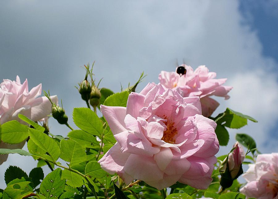 Pastel Pink Roses With Bee Photograph by MTBobbins Photography